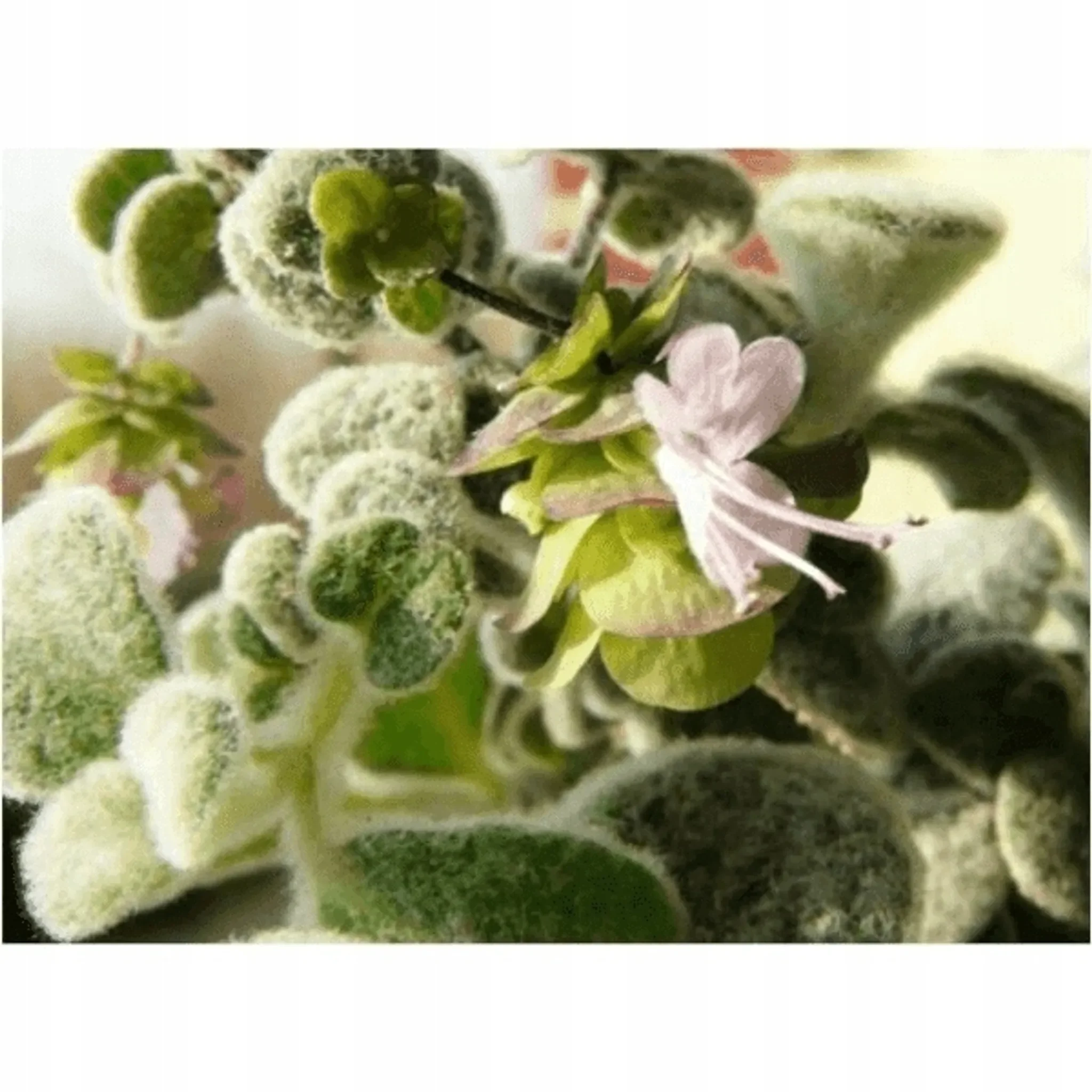 Greco Diktamokraut – Getrocknete Blätter & Blüten aus Kreta, 20g